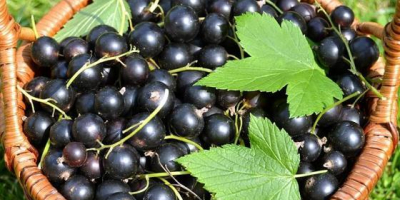 Venderé fruta fresca y saludable de grosella negra de