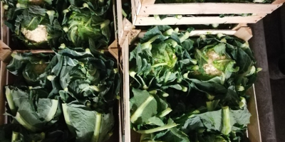 Venderé coliflor, polaco, bonito, fresco, 48 cajas, 8 pzs.