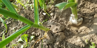 Ajo polaco hermoso Harnaś invierno variedad 12tys cabezas, crecidas