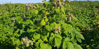 Voy a vender el postre de frambuesa Oktawia, Radziejowa,