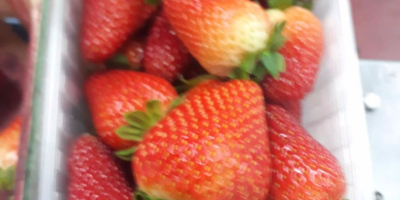 En venta precio fresas 11 PLN kg envases contenedores.