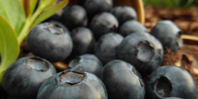 Arándanos, frescos. Venderé fruta. Te invito a la cooperación.