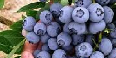 A partir de julio, comienzo a vender Blueberry 200