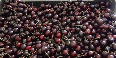 Nos gustaría ofrecerle frutas ecológicas: cerezas, cerezas, frambuesas directamente