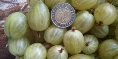 Hola. Venderé fruta de grosella. Agradable, grande, fruta dulce.