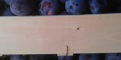 Plum-beauty: la ciruela se encuentra en cajas de madera.