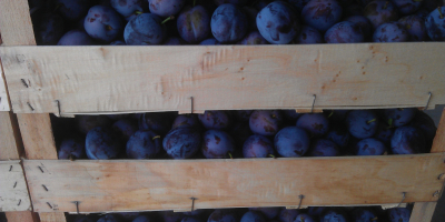 Plum-beauty: la ciruela se encuentra en cajas de madera.