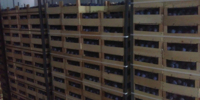 Plum-beauty: la ciruela se encuentra en cajas de madera.