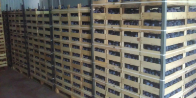 Plum-beauty: la ciruela se encuentra en cajas de madera.
