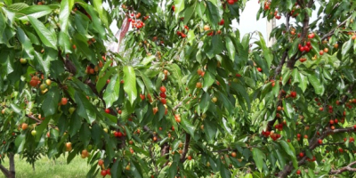 Cerezas variedad Earlly Red, período de maduración 18-25 de