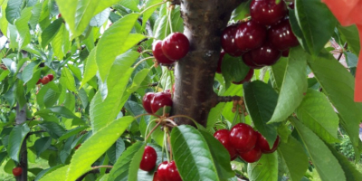 Cerezas variedad Earlly Red, período de maduración 18-25 de