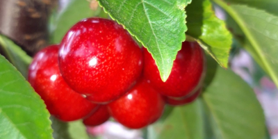 Cerezas variedad Earlly Red, período de maduración 18-25 de