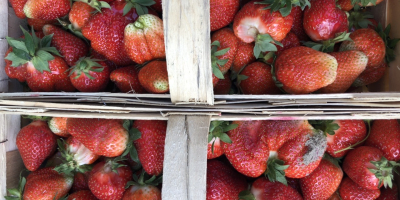 Venderé fresas, preferiblemente a Katowice