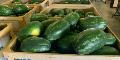 ¡Entregas directas de sandías y melones desde Grecia! Estaremos