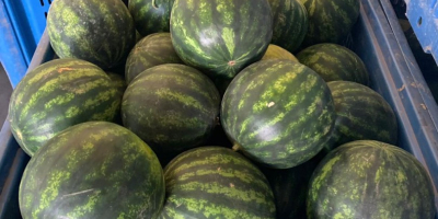 ¡Entregas directas de sandías y melones desde Grecia! Estaremos