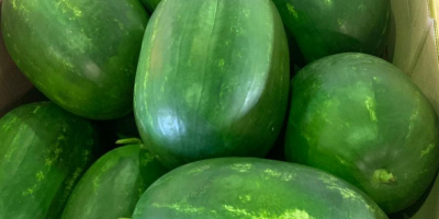 ¡Entregas directas de sandías y melones desde Grecia! Estaremos