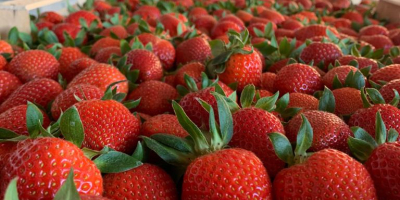 ¡Entregas directas de fresas desde Grecia! La temporada comienza.