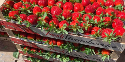 ¡Entregas directas de fresas desde Grecia! La temporada comienza.