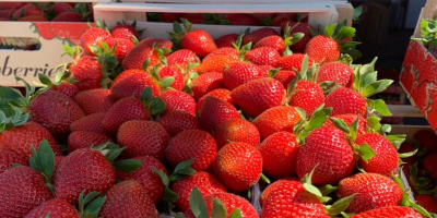 ¡Entregas directas de fresas desde Grecia! La temporada comienza.