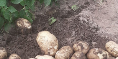 ¡Entregas directas de papas desde Grecia! La temporada comienza.