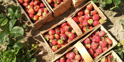 Venderé fresas grandes y bonitas, rumba y miel, opción