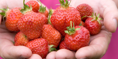 Venderé fresas frescas y rellenas cultivadas orgánicamente. 6 PLN