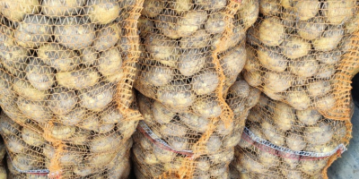 Venderé papas nuevas. Una bolsa de 15 kg de