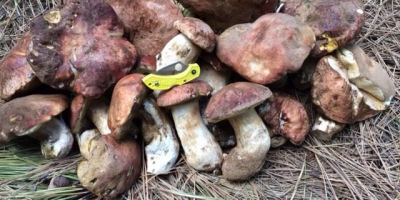 Vendemos boletus, rebozuelos y champiñones en forma fresca y