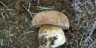 Vendemos boletus, rebozuelos y champiñones en forma fresca y
