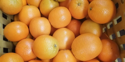 Vendemos NARANJAS de calidad fresca, contáctenos directamente por correo