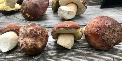 Vendemos boletus, rebozuelos y champiñones en forma fresca y