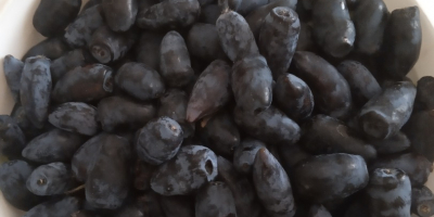 Hola. Venderé frutas recogidas a mano de la baya