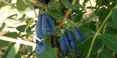 Hola. Venderé frutas recogidas a mano de la baya