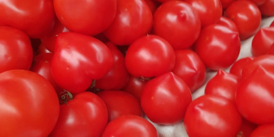 Estoy vendiendo tomates frescos