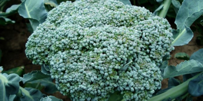 Venderé rosas frescas de brócoli directamente del campo. La