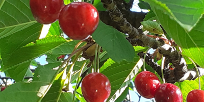 Huerta de 30 árboles 100% natural Detalles urgentes en