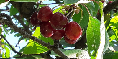 Huerta de 30 árboles 100% natural Detalles urgentes en