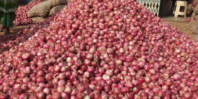 tenemos una cosecha fresca de cebolla roja y amarilla,