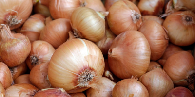 tenemos una cosecha fresca de cebolla roja y amarilla,