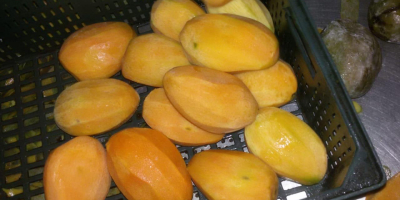 Vendemos mangos de Egipto de la más alta calidad