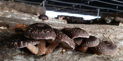 Producimos productos exclusivamente orgánicos. - Hongos Shiitake - Hongos
