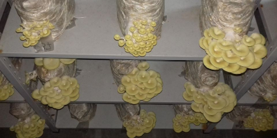 Producimos productos exclusivamente orgánicos. - Hongos Shiitake - Hongos