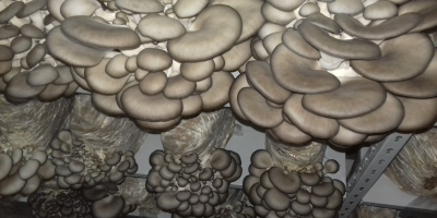 Producimos productos exclusivamente orgánicos. - Hongos Shiitake - Hongos