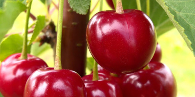 Nadwiślanka Cherry EKO Fruta combinada Pregunte sobre el transporte