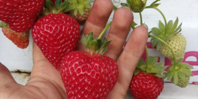 Hola, vendo la variedad de postres de fresa SanAndreas