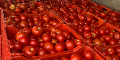 Vendo tomates al por mayor.