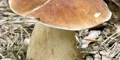 Vendo champiñones frescos porcini a diario, desde 100 kg.