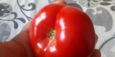 Estoy vendiendo tomates solarium