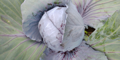 Hermoso, saludable repollo rojo joven.