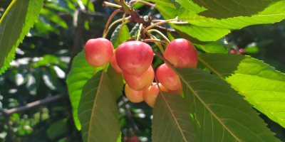 Venderé cerezas blancas. Tel. 605 595 607